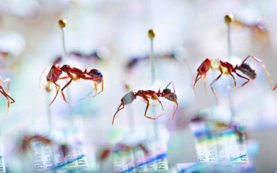 Gli insetti non sono al riparo nemmeno alle Figi
