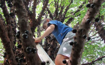 Do morango sem amor à jabuticaba que irradia alegria 