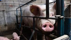 Quieren poner fin a la industria del cerdo en Irlanda