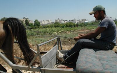 Paradise Lost: A Palestinian Farmer on Settler Violence, Dispossession