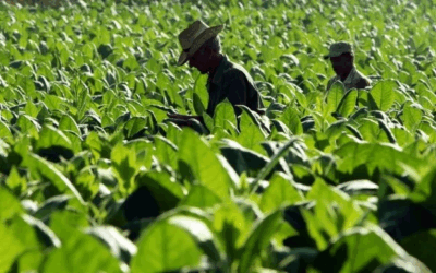 Lula III: Para a agroecologia sair do papel
