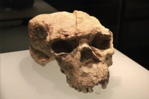 Among Fossils and Philosophy: What a one-million-year-old Asian Skull dpes to our Theories