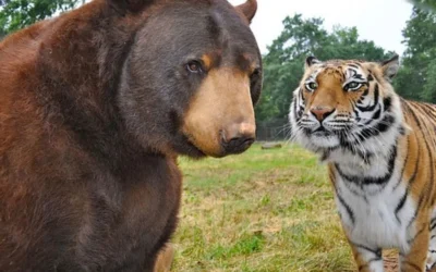 Trump, el tigre y el oso