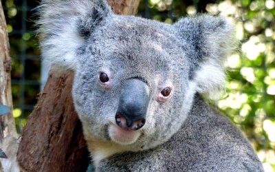 Decades of campaigns behind Great Koala National Park, NSW logging moratorium