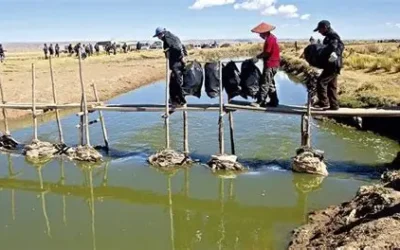 Crisis ambiental del Titicaca causa el éxodo forzado de familias
