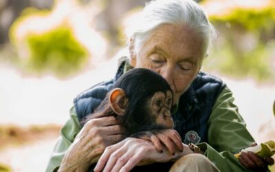 È morta la celebre primatologa britannica Jane Goodall