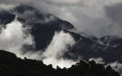 Le foreste tropicali australiane non sono più serbatoi di carbonio
