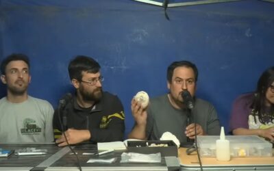 Argentina | Científicos del CONICET hallaron un nido de huevos de un dinosaurio carnívoro y lo mostraron en vivo por streaming