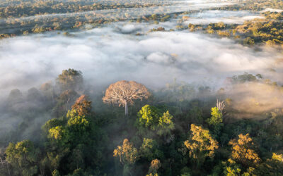 La diabólica deforestación amazónica – Por Sergio Ferrari