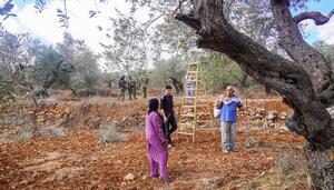 Así es el día a día de la población palestina durante la campaña de recolección de la aceituna en Cisjordania
