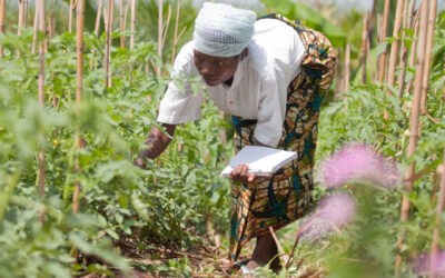 Por que o orgânico não é sinônimo de agroecológico