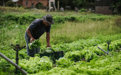 Agroecologia: o novo mundo em gestação