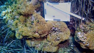 El planeta alcanza el primer punto crítico climático con la muerte de los arrecifes de coral