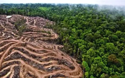 La diabólica deforestación amazónica