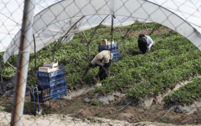 In Spain, Farmworkers Are Dying in the Heat