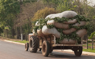 La yerba mate se enfrenta al cambio climáticoico