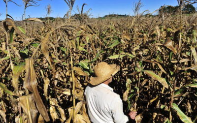 Por que monotonia alimentar pode exacerbar a fome global