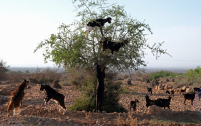 Chi guadagna davvero con l’olio di argan