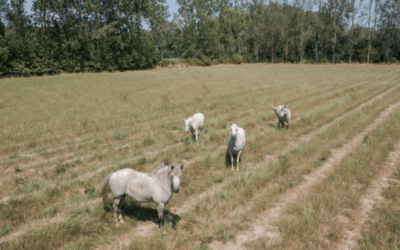 Nelle campagne dove si coltivano esperimenti rigeneranti