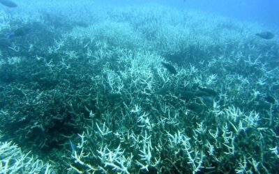 Coral collapse and the dialectics of climate change