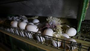 La gripe aviar, el huevo y la sombra de la especulación