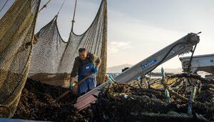 Un estudio del CSIC revela cómo los macroplásticos alteran los bancos de mejillón en Galicia