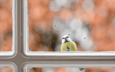 Passarinho, por Célio Turino