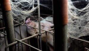 Seis casos de peste porcina africana en Cataluña obligan a blindar 76 municipios y limitar el acceso al bosque