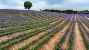 China desert turns green via 25 years of youth-led efforts