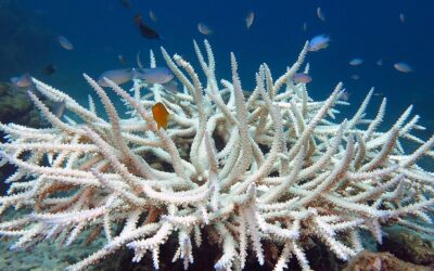 ‘Bluewashed’: How Beauty Industry Sells an Ocean-Friendly Illusion