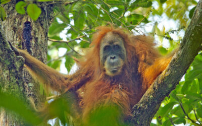 Indonesia, una specie rara di orango rischia l’estinzione a causa delle alluvioni