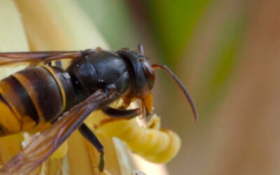 L’invasione silenziosa dei calabroni asiatici