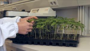 El silencio de la comunidad cannabica ante el genocidio palestino