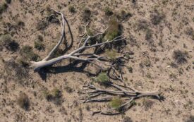 Forrest Gander’s Desert Phenomenology