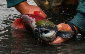 The Fight for the Last Wild Salmon