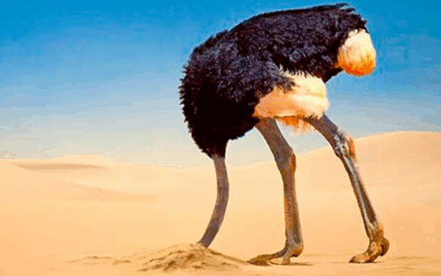 Flávio Bolsonaro: O filho que foge à luta?