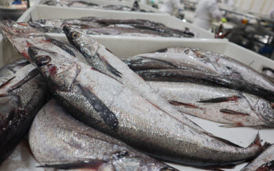 Chile: reducción de cuota de merluza común, fracaso de la gestión