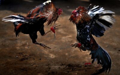 Cocks Coming Back Home to, well, not Roost, but to Gouge, Scratch, Cut, Swipe, Kill