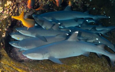 Sharks and Rays and Skates and Chimaeras:  Spielberg/Benchley Messed it up big time back then for Great WHITES — Now?