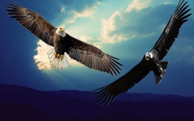 El águila el cóndor y el jaguar