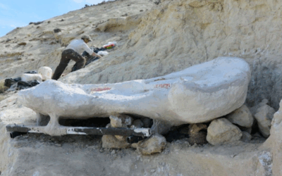 Argentina | Descubren en la provincia de Chubut una tortuga marina gigante de 20 millones de años