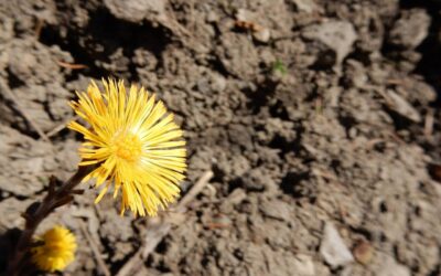 Reconstruir sobre la violencia