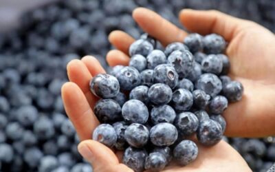 Perú: agro y minería jalan empleo formal privado