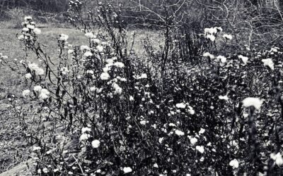 The politics of life